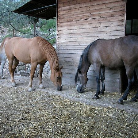 Agriturismo Istrice Innamorato Campello sul Clitunno Kültér fotó