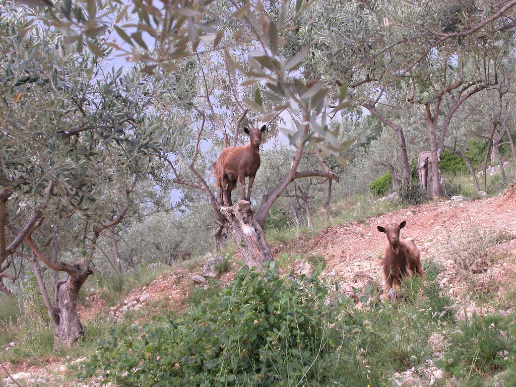 Agriturismo Istrice Innamorato Campello sul Clitunno Kültér fotó